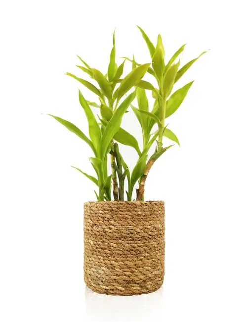 Latest Seagrass Planter Basket Product 4