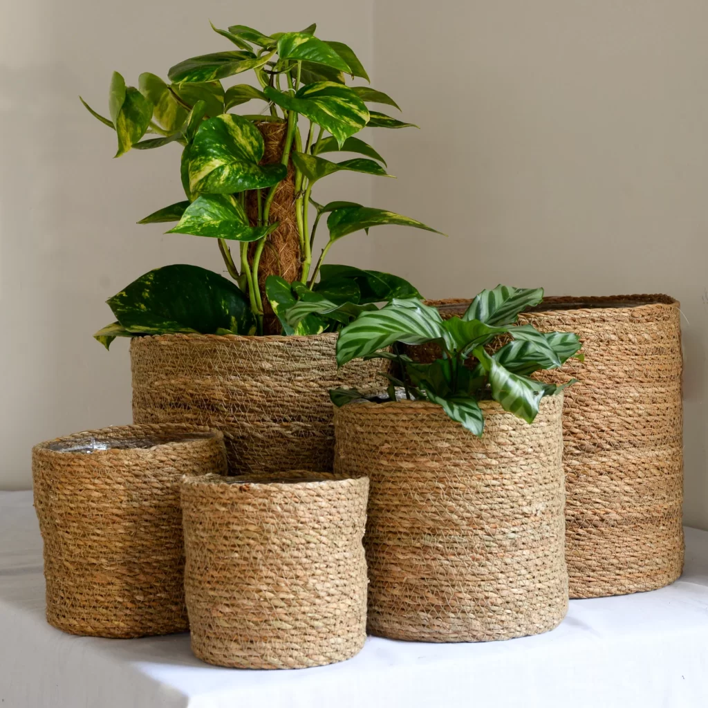 Seagrass Baskets in BD